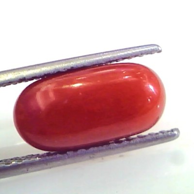 4.61 Ct Untreated Natural Premium Italian Red Coral AAAAA
