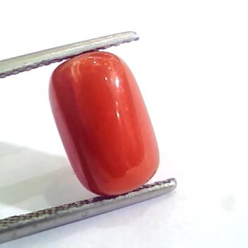 4.58 Ct 5.08 Ratti Untreated Natural Italian Red Coral Moonga Gemstone AA