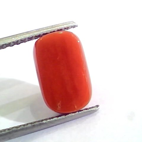 4.58 Ct 5.08 Ratti Untreated Natural Italian Red Coral Moonga Gemstone AA