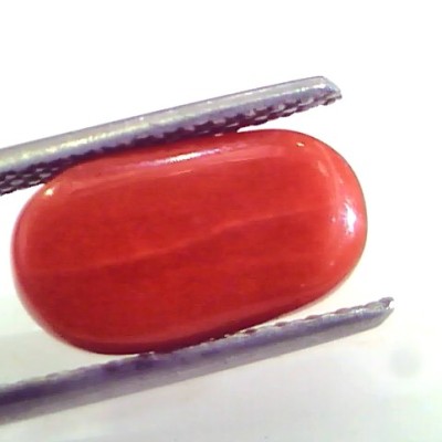4.57 Ct Untreated Natural Premium Italian Red Coral AAAAA
