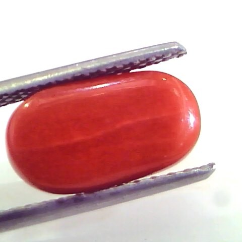 4.57 Ct Untreated Natural Premium Italian Red Coral AAAAA