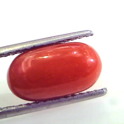 4.57 Ct Untreated Natural Premium Italian Red Coral AAAAA