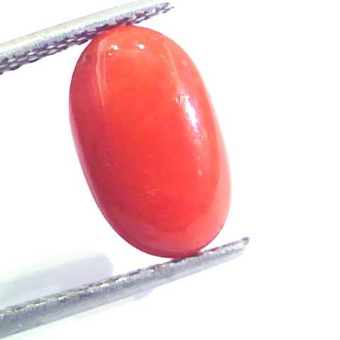 4.73 Ct Untreated Natural Premium Italian Red Coral AAAAA