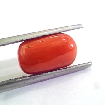 4.60 Ct 5.11 Ratti Untreated Natural Italian Red Coral Moonga Gemstone AA