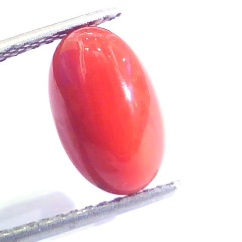 4.73 Ct Untreated Natural Premium Italian Red Coral AAAAA