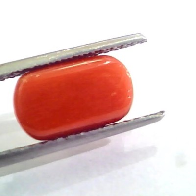 4.60 Ct 5.11 Ratti Untreated Natural Italian Red Coral Moonga Gemstone AA