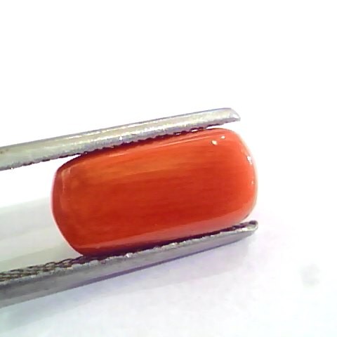 4.60 Ct 5.11 Ratti Untreated Natural Italian Red Coral Moonga Gemstone A+