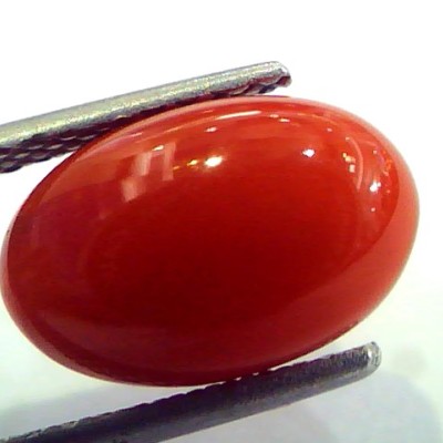 4.68 Ct Top Grade Premium Untreated Natural Japan Red Coral Gemstone