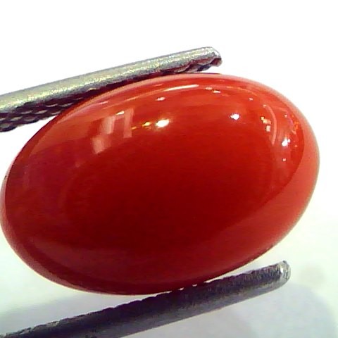 4.68 Ct Top Grade Premium Untreated Natural Japan Red Coral Gemstone