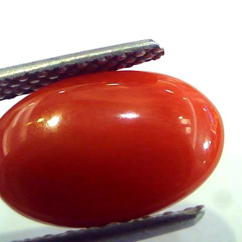 4.68 Ct Top Grade Premium Untreated Natural Japan Red Coral Gemstone