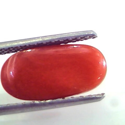 4.61 Ct Untreated Natural Premium Italian Red Coral AAAAA