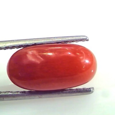 4.61 Ct Untreated Natural Premium Italian Red Coral AAAAA
