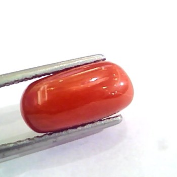 4.63 Ct 5.14 Ratti Untreated Natural Italian Red Coral Moonga Gemstone A+