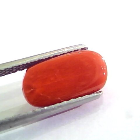 4.63 Ct 5.14 Ratti Untreated Natural Italian Red Coral Moonga Gemstone A+
