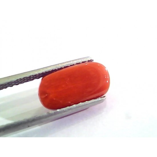 4.63 Ct Untreated Natural Italian Red Coral Moonga Gemstone A+