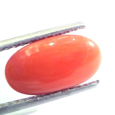 4.75 Ct Untreated Natural Premium Italian Red Coral AAAAA