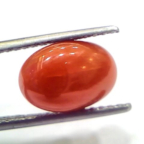 4.69 Ct 7.8 Ratti Natural Untreated Italian Red Coral Moonga Gems