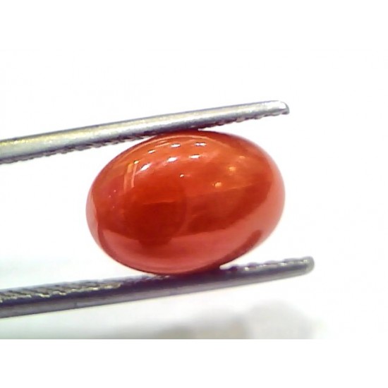 4.69 Ct 7.8 Ratti Natural Untreated Italian Red Coral Moonga Gems