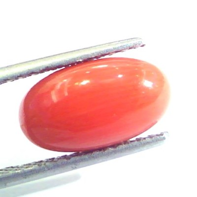 4.75 Ct Untreated Natural Premium Italian Red Coral AAAAA