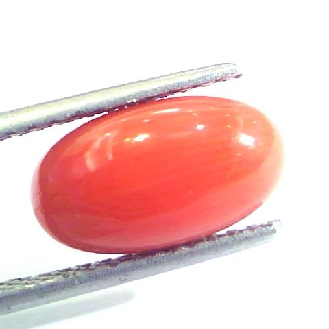 4.75 Ct Untreated Natural Premium Italian Red Coral AAAAA