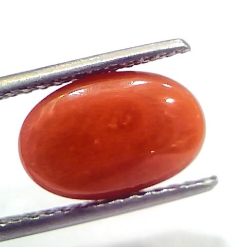 4.69 Ct 7.8 Ratti Natural Untreated Italian Red Coral Moonga Gems