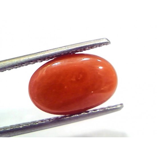 4.69 Ct 7.8 Ratti Natural Untreated Italian Red Coral Moonga Gems