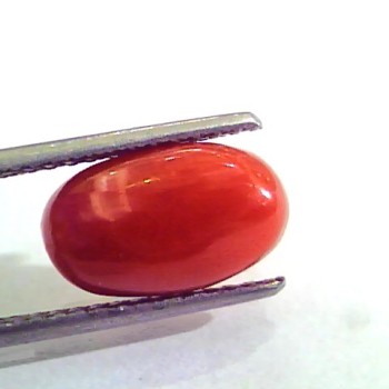 4.65 Ct 5.16 Ratti Natural Italian Red Coral Moonga Gemstone AAAA