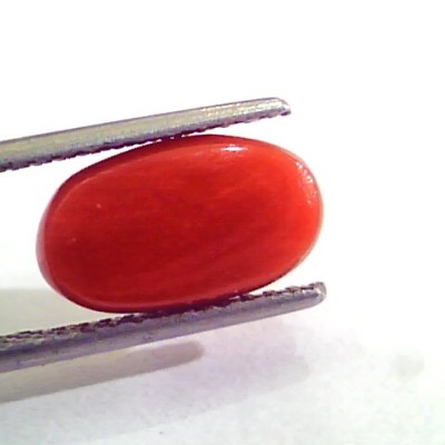 4.65 Ct 5.16 Ratti Natural Italian Red Coral Moonga Gemstone AAAA