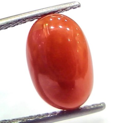 4.71 Ct 7.8 Ratti Natural Untreated Italian Red Coral Moonga Gems