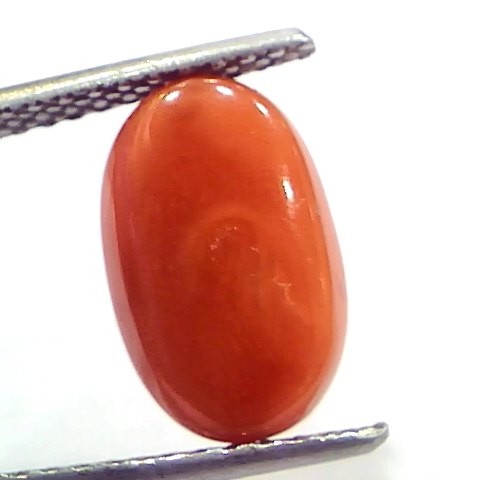 4.71 Ct 7.8 Ratti Natural Untreated Italian Red Coral Moonga Gems