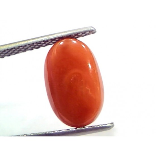 4.71 Ct 7.8 Ratti Natural Untreated Italian Red Coral Moonga Gems
