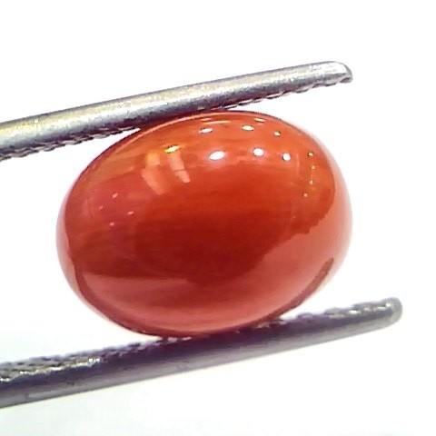 4.71 Ct 7.8 Ratti Natural Untreated Italian Red Coral Moonga Gemstone