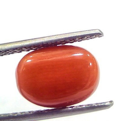 4.71 Ct 7.8 Ratti Natural Untreated Italian Red Coral Moonga Gemstone