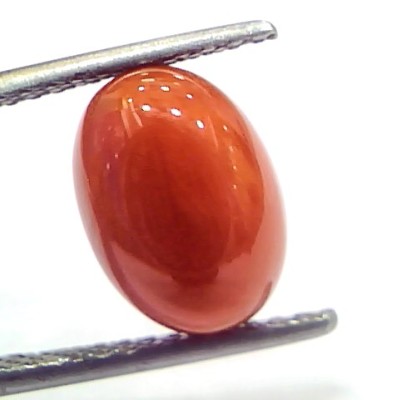 4.75 Ct 7.9 Ratti Natural Untreated Italian Red Coral Moonga Gemstone