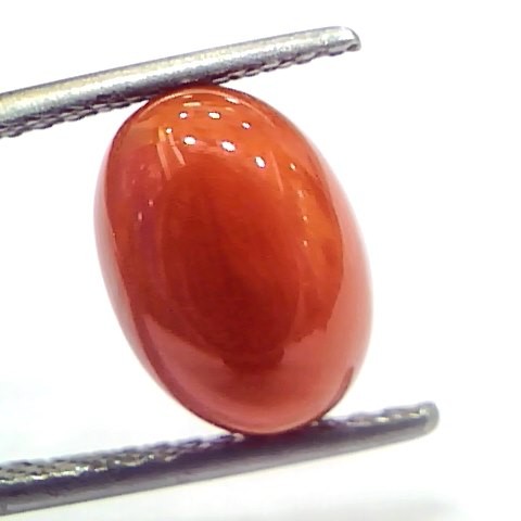 4.75 Ct 7.9 Ratti Natural Untreated Italian Red Coral Moonga Gemstone