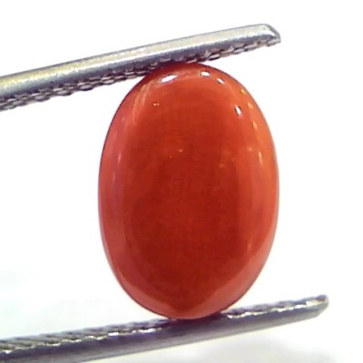 4.75 Ct 7.9 Ratti Natural Untreated Italian Red Coral Moonga Gemstone