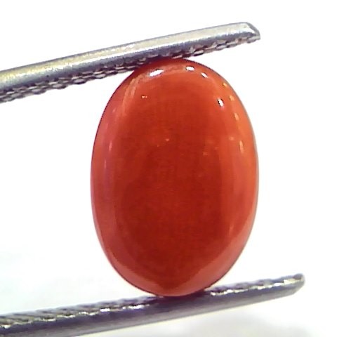 4.75 Ct 7.9 Ratti Natural Untreated Italian Red Coral Moonga Gemstone