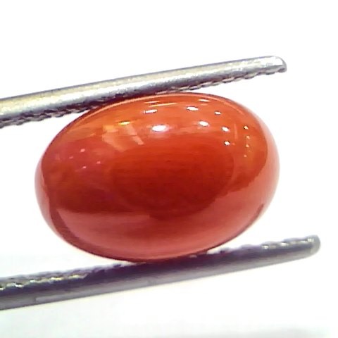 4.76 Ct 7.9 Ratti Natural Untreated Italian Red Coral Moonga Gemstone