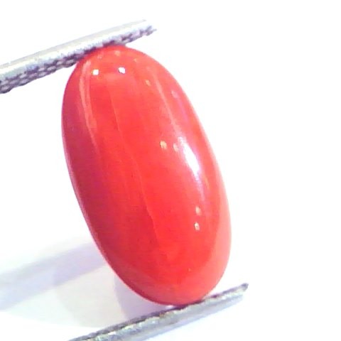 4.83 Ct Untreated Natural Premium Italian Red Coral AAAAA