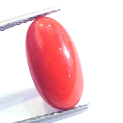 4.83 Ct Untreated Natural Premium Italian Red Coral AAAAA