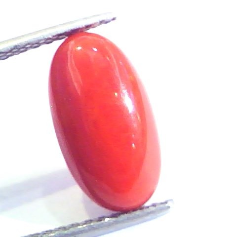 4.83 Ct Untreated Natural Premium Italian Red Coral AAAAA
