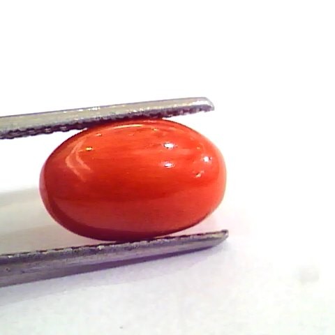 4.77 Carat Natural Italian Red Coral Moonga Gemstone AAAA