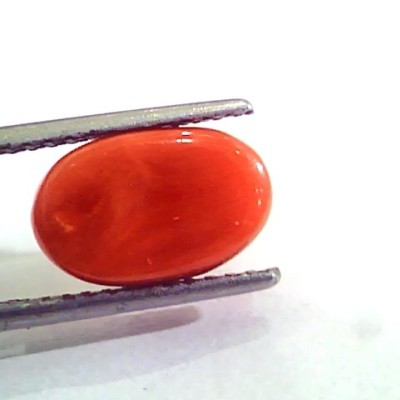 4.77 Carat Natural Italian Red Coral Moonga Gemstone AAAA