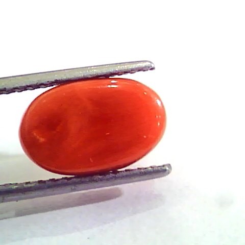 4.77 Carat Natural Italian Red Coral Moonga Gemstone AAAA