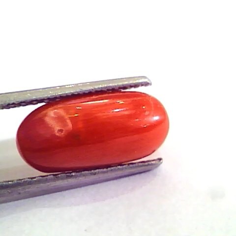 4.78 Ct 5.31 Ratti Natural Italian Red Coral Moonga Gemstone AAAA
