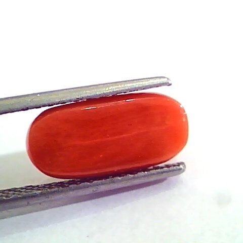4.78 Ct 5.31 Ratti Natural Italian Red Coral Moonga Gemstone AAAA