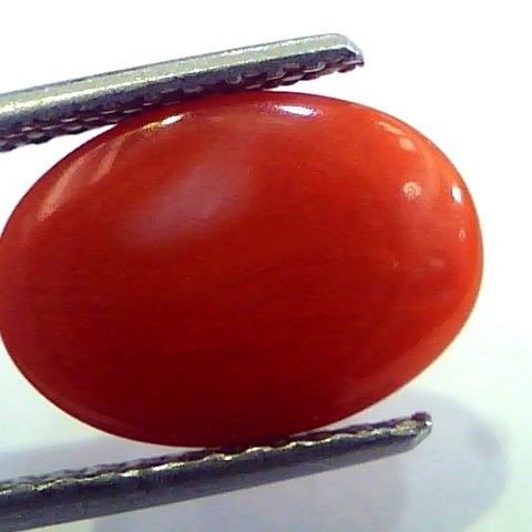 4.80 Ct Top Grade Premium Untreated Natural Japan Red Coral Gemstone