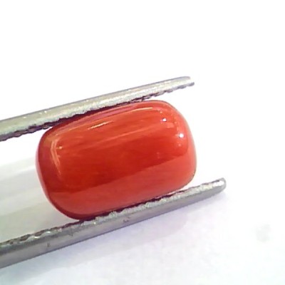 4.81 Ct Untreated Natural Italian Red Coral Moonga Gemstone A+
