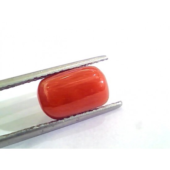 4.81 Ct Untreated Natural Italian Red Coral Moonga Gemstone A+