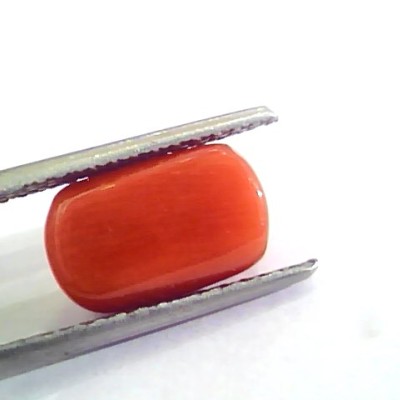 4.81 Ct Untreated Natural Italian Red Coral Moonga Gemstone A+